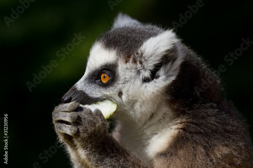 Ringtailed Lemur photo