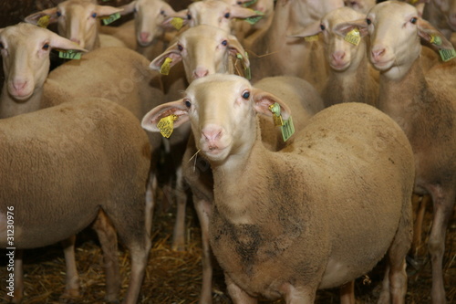 Brebis lacaune en Aveyron en bergerie