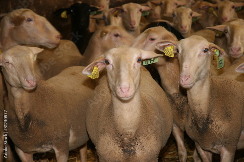 Brebis lacaune en Aveyron