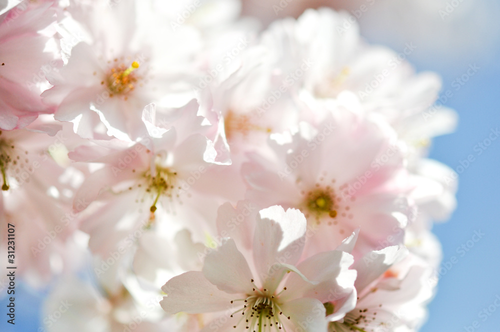 Frühlingsblumen. Frühlingsblumen.
