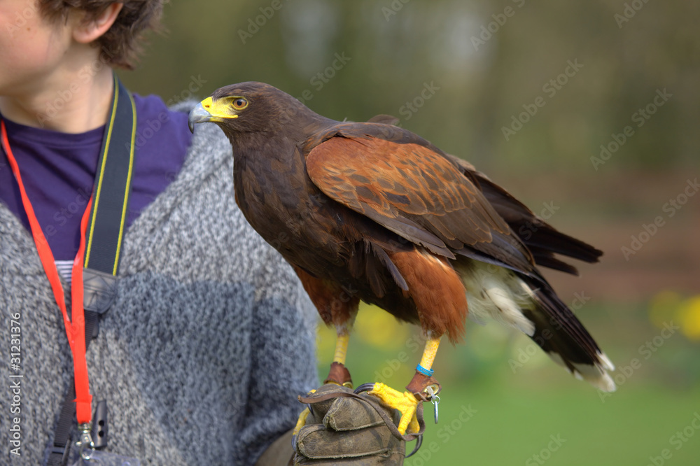 Fototapeta premium Harris hawk resting on a falconer's arm