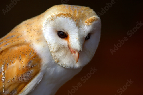 Barn Owl (Tyto alba) portrait