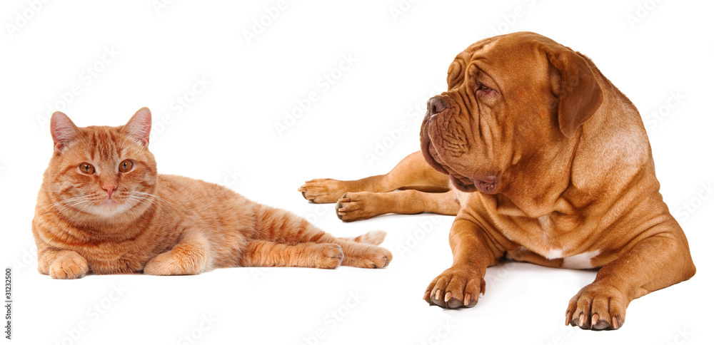 Friends. Cat and dog lying close to each other isolated Friends. Cat and dog lying close to each other isolated