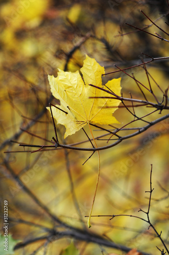 maple leaf in the bush