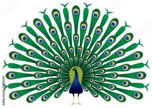 Tela Peacock raise his feathers in vector