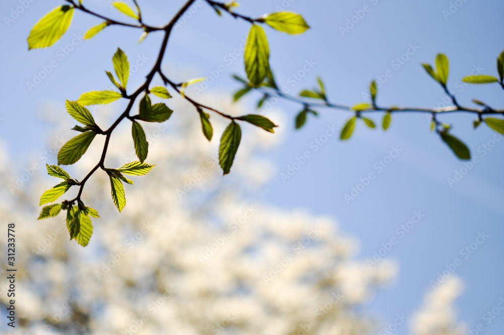 Obraz premium Frühling