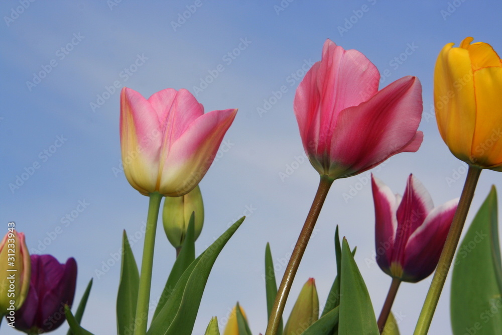 Tulpen Tulpen