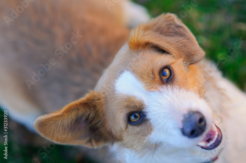 Wall Mural Cute dog looking up