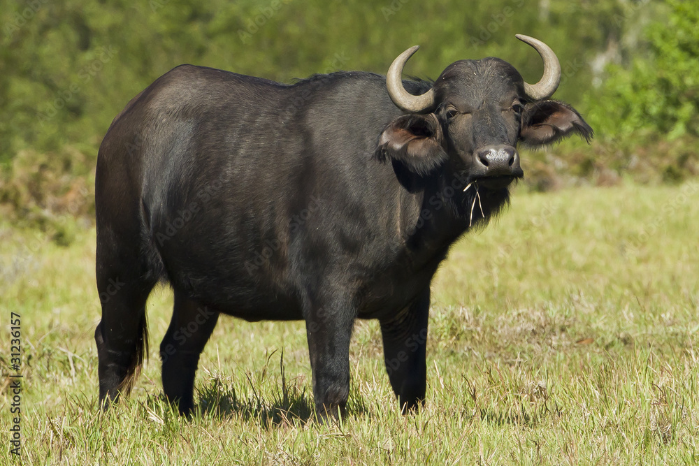 Buffalo watching Buffalo watching