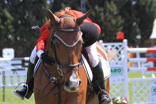 turnier - pferd loben