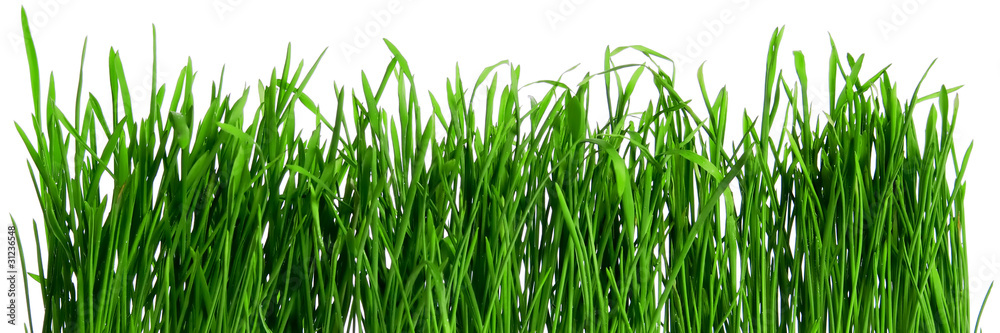 Dew on spring grass Dew on spring grass