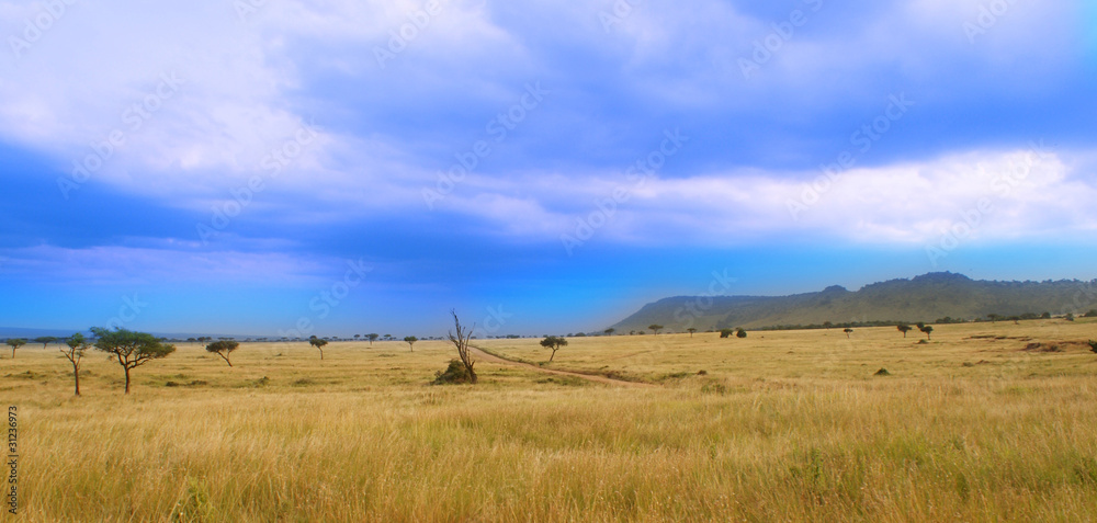 Afrika Masai Grasland Masai Mara Kenia