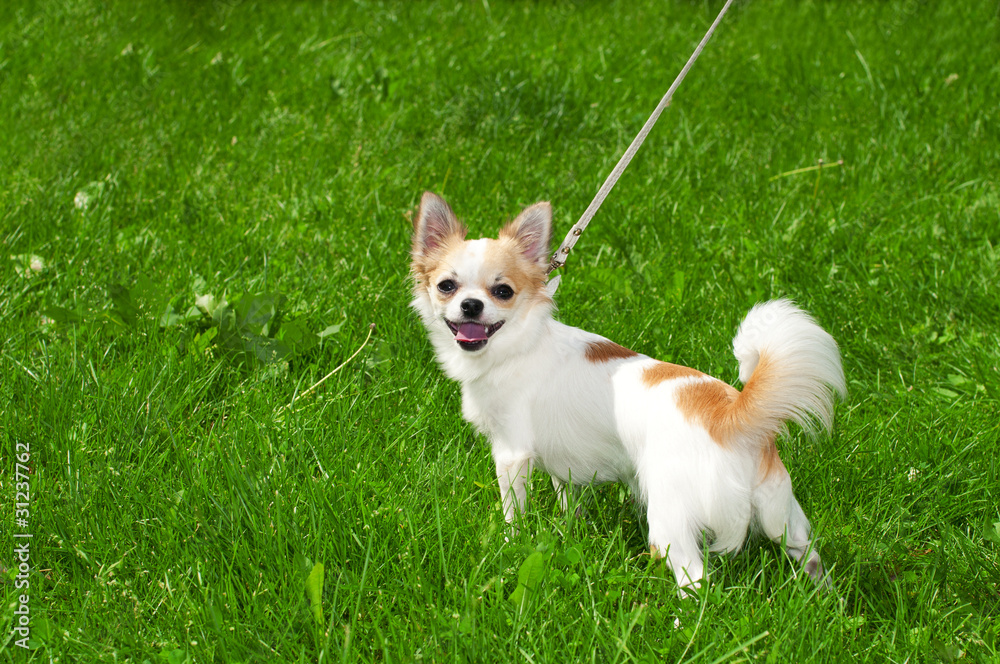 cheerful Chihuahua inviting in summer day