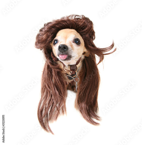 wig rocking dog