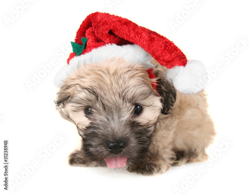 santa puppy