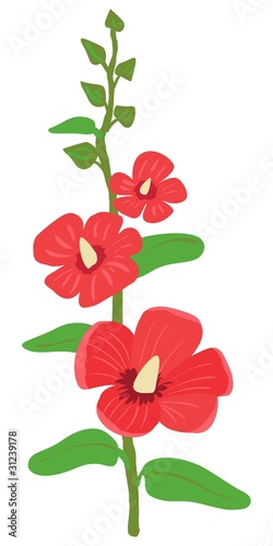 Pink mallow. Vector