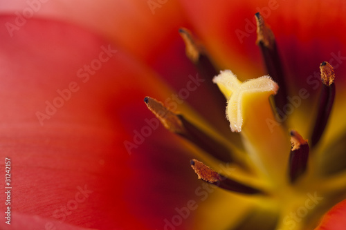 Beautiful macro close up of fresh Spring vibrant tulip flower