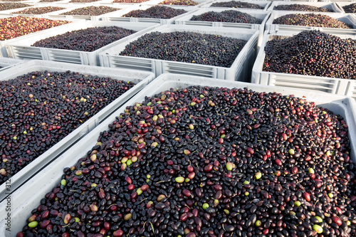 Olive harvesting. Olives outisde  an olive oil factory photo