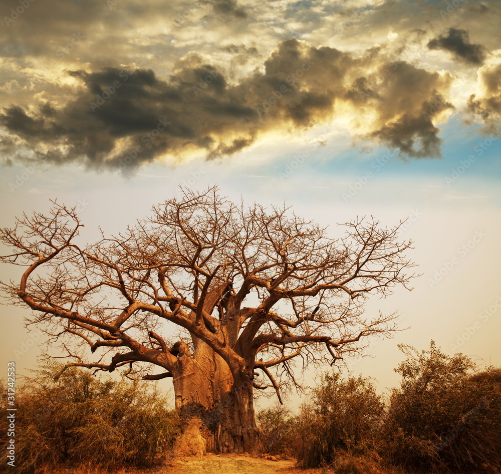 Baobab Baobab