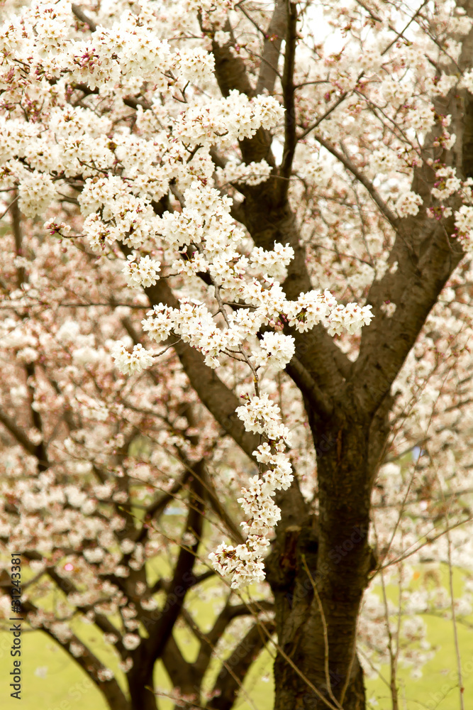 桜 桜