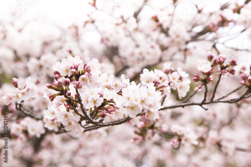 桜 © MaMi
