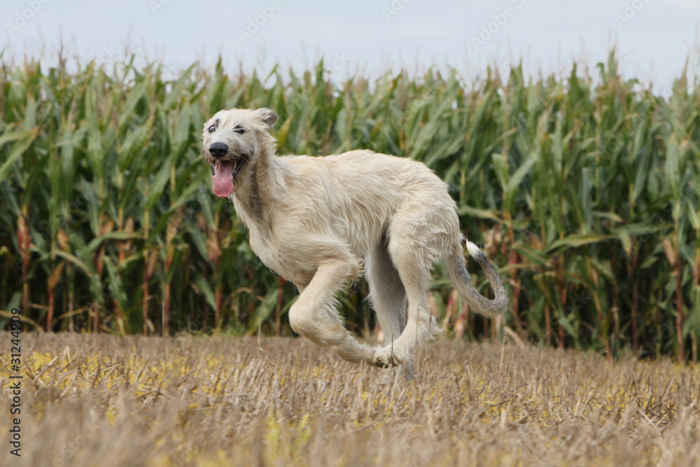 irish wolhound au galop de profile irish wolhound au galop de profile