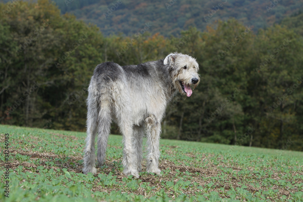 Fototapeta premium irish wolfhound de dos