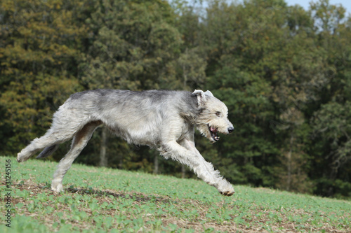 irish wolhound jumping and running