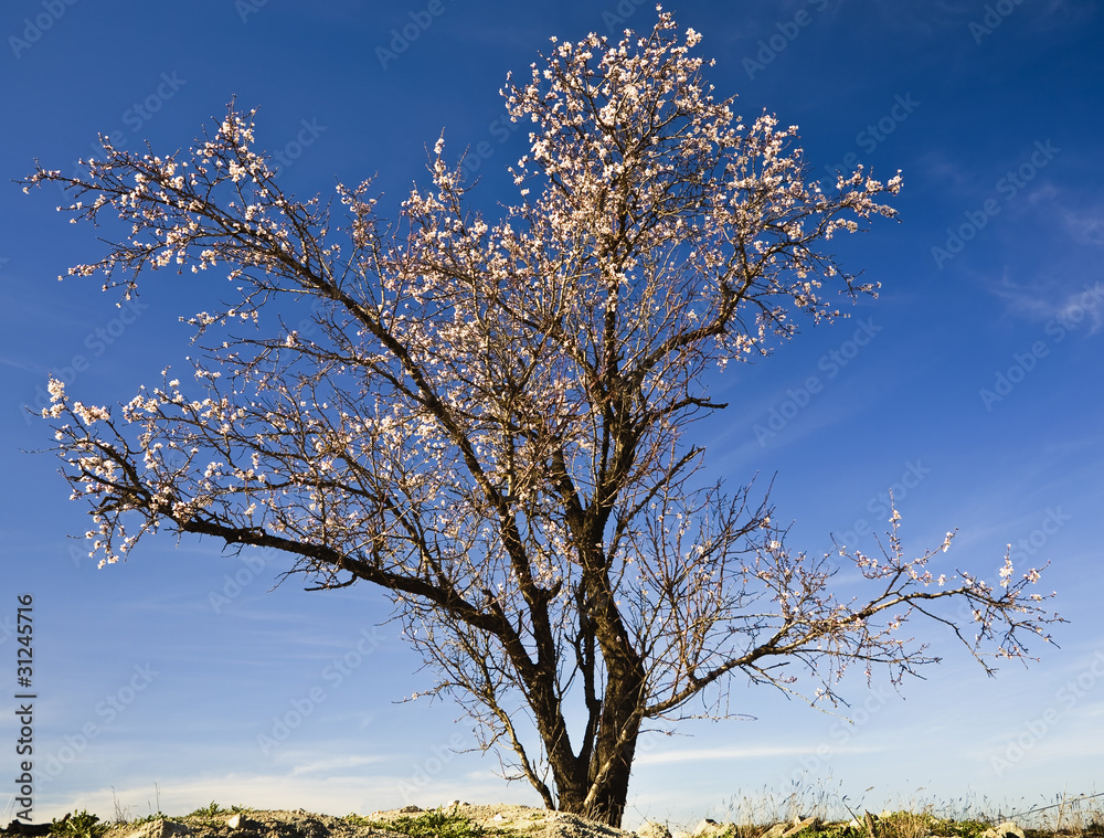 Fototapeta premium Almendro