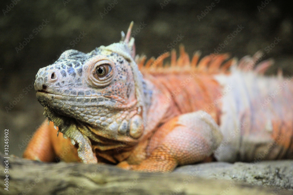IGUANA IGUANA