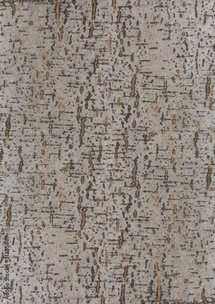alder's bark texture