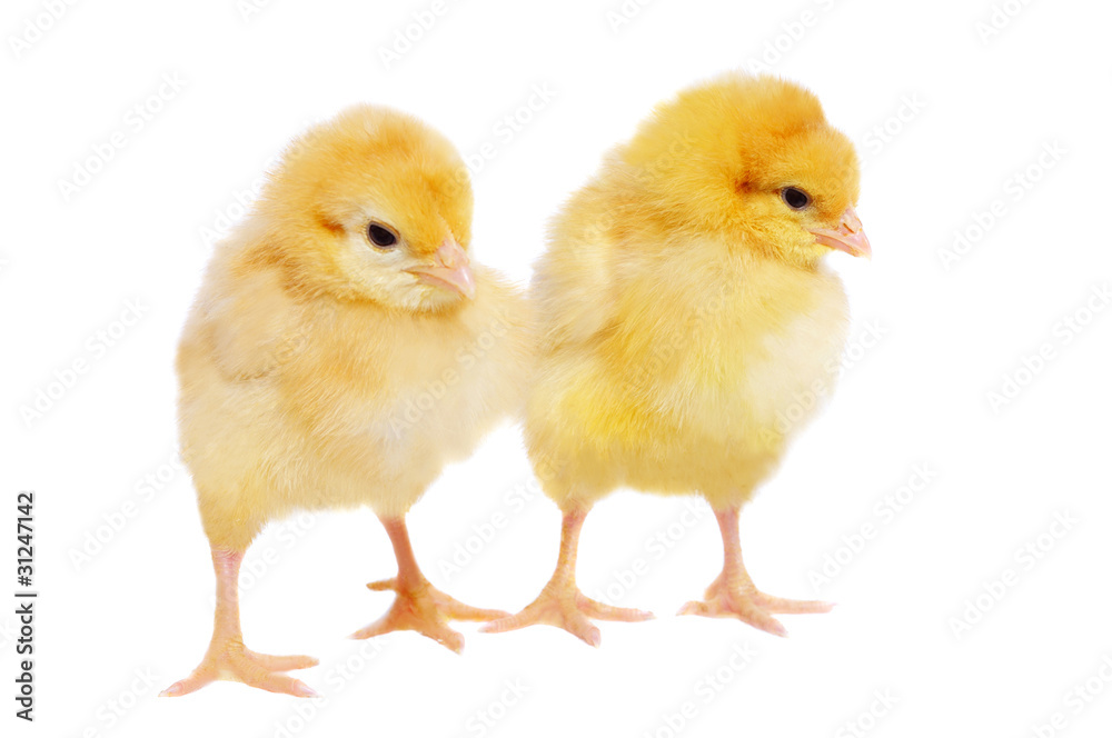 pretty chickens pretty chickens