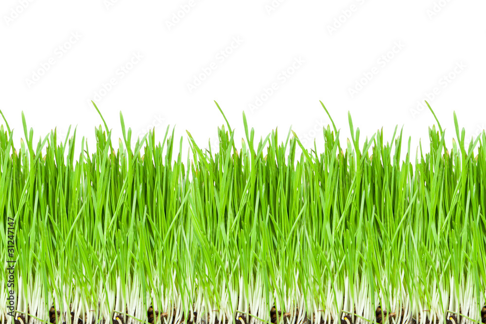 Fototapeta premium Fresh green grass isolated