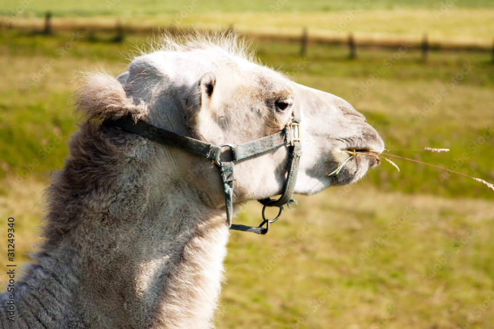Obraz premium Kamel Portrait 66