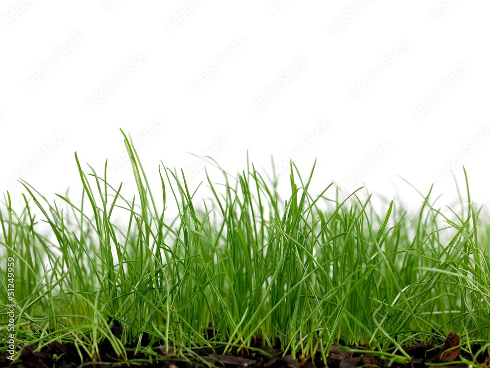 Obraz premium Green Grass