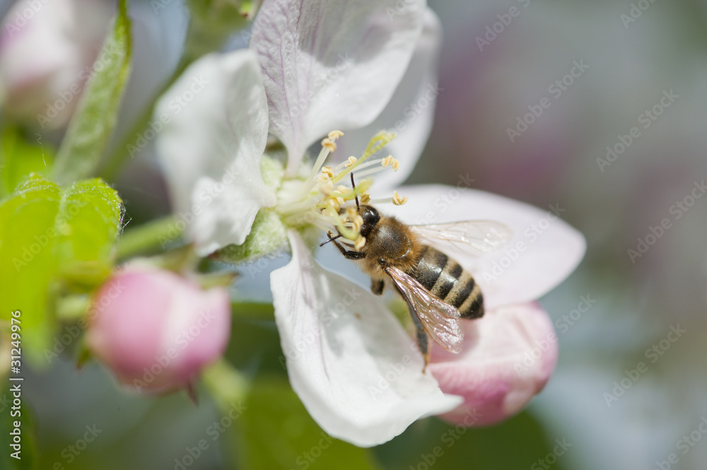Fleur de pommier et abeille