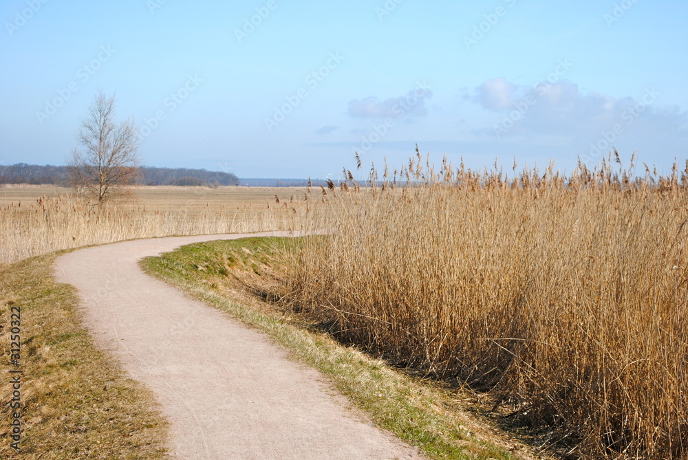 Fahrradweg im Naturschutzgebiet Darß Fahrradweg im Naturschutzgebiet Darß