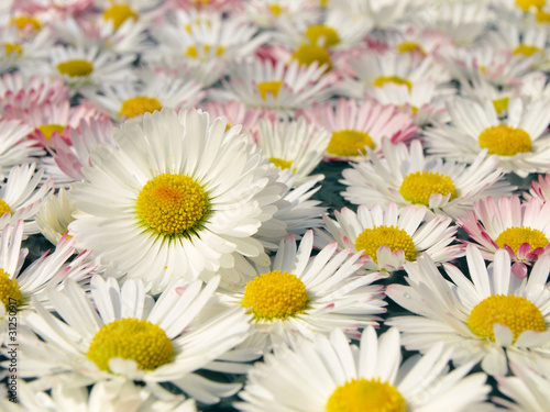 Daisies in water