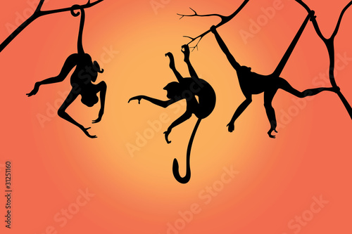 Photography monkey silhouettes on a sunrise background