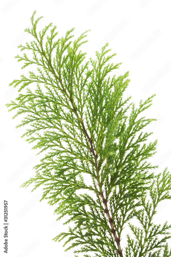 Fototapeta premium Thuja branch macro