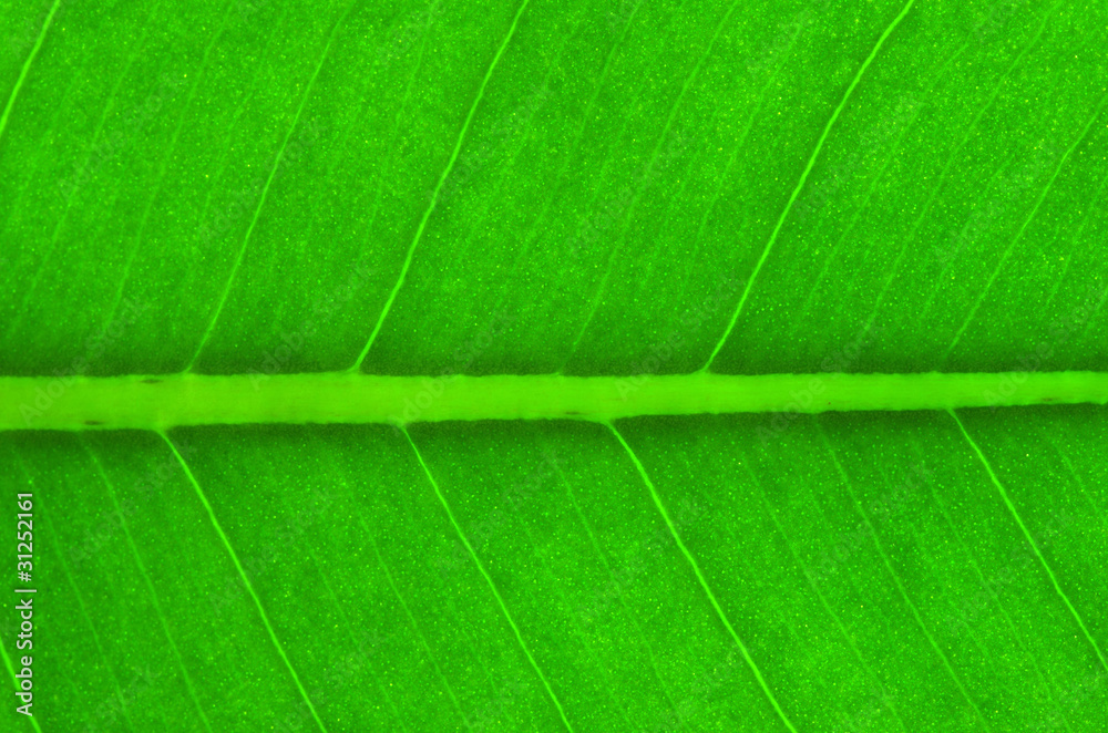 leaf leaf