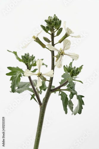 Εκτύπωση καμβά Roquette  en fleurs
