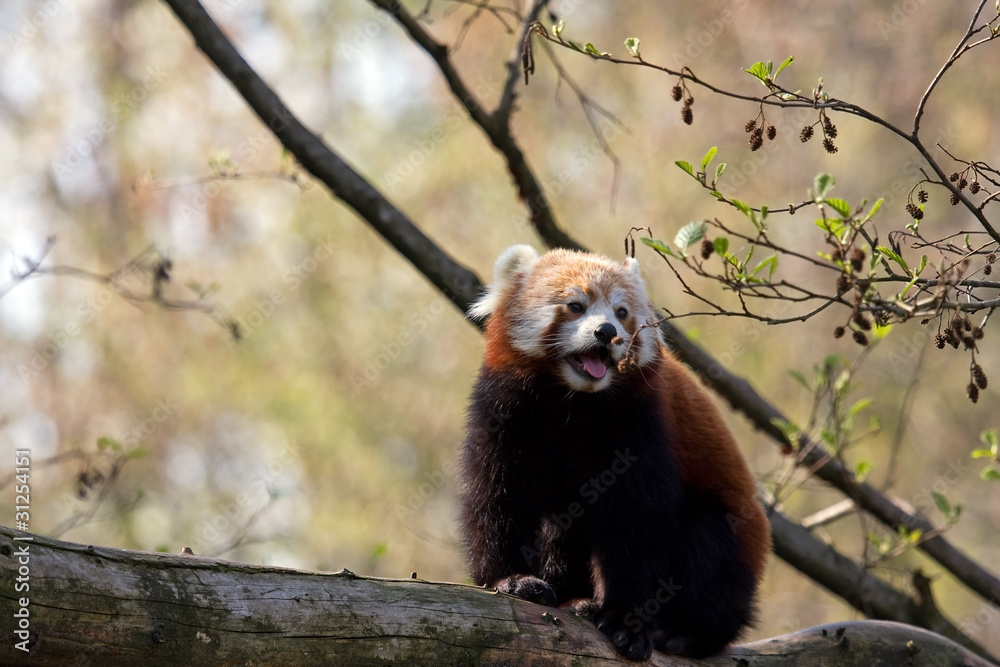 Fototapeta premium panda minore