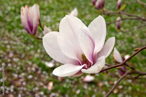 Magnolia Blossom © picunique