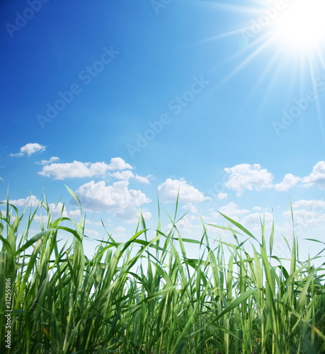 Green grass and sunny sky