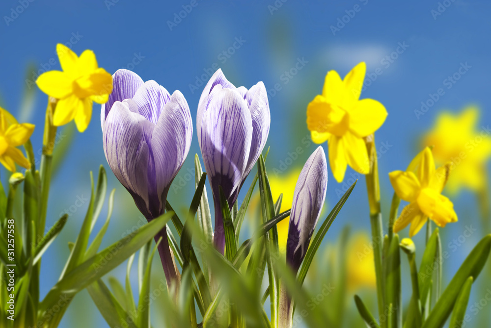 Obraz premium flowers