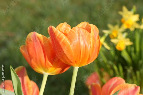 tulpen orange