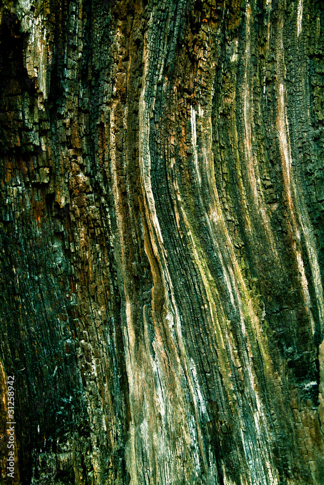 Obraz premium Bark of Pine Tree