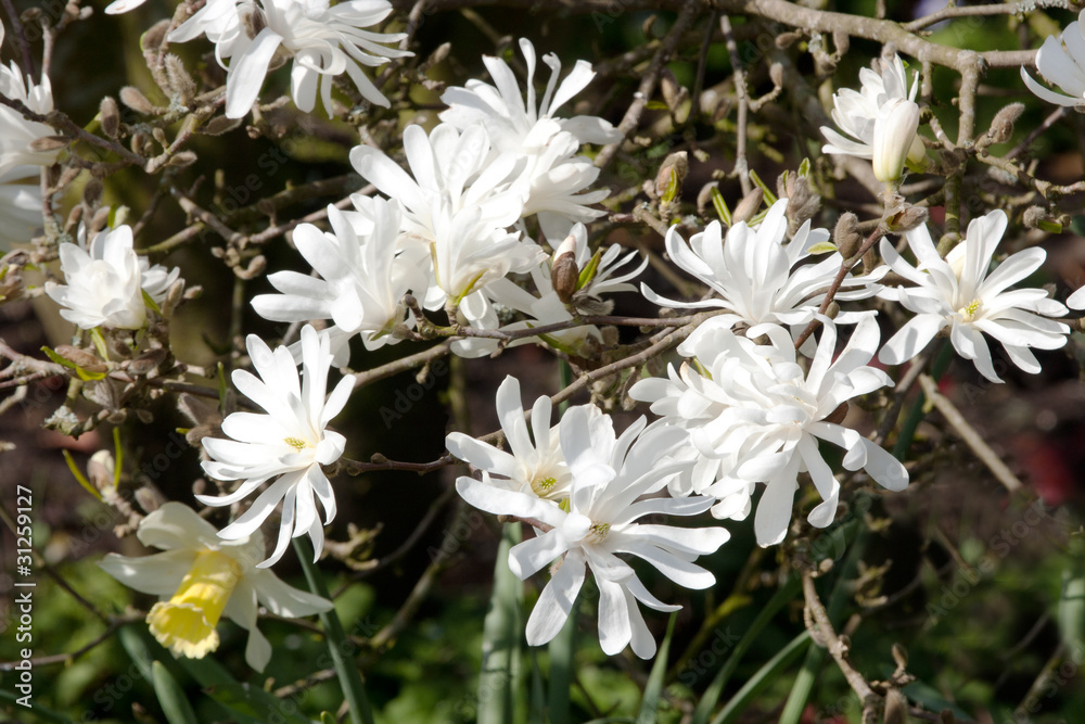 Obraz premium Magnolia Stellata with lone daffodil