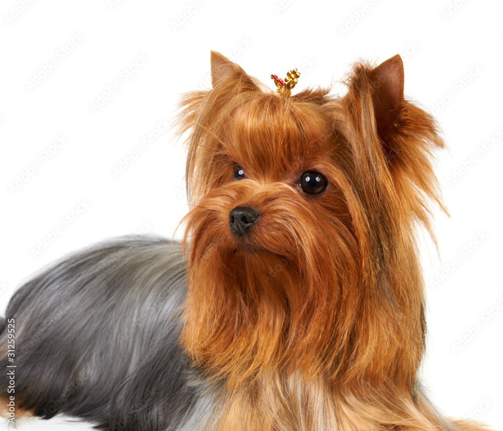 Naklejka premium Yorkshire Terrier